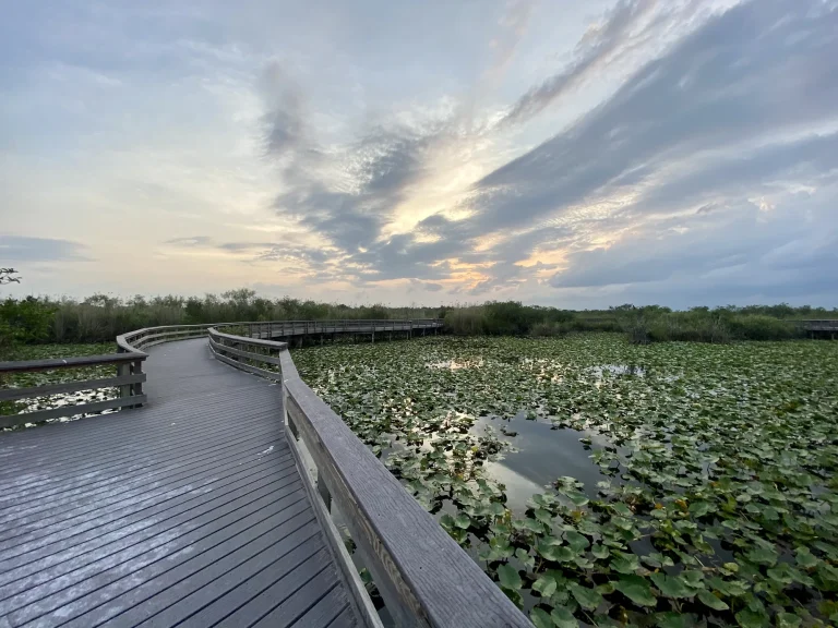 Anhinga Trail boardwalk, Everglades National Park
