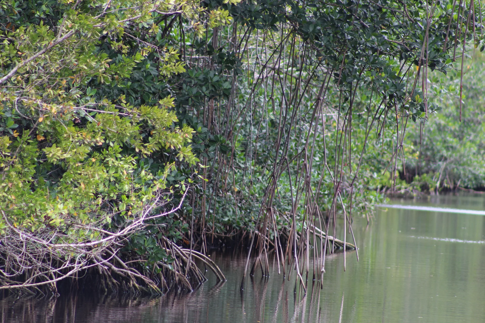 Red mangrove trees in an Everglades estuary