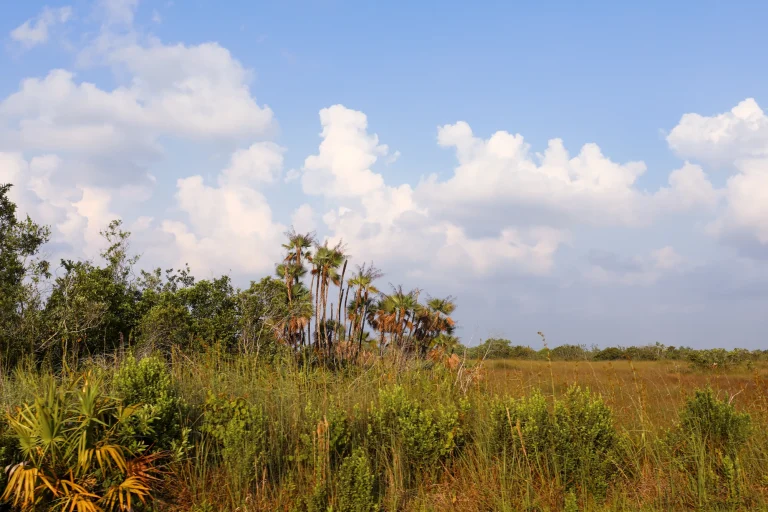 Everglades National Park landscape