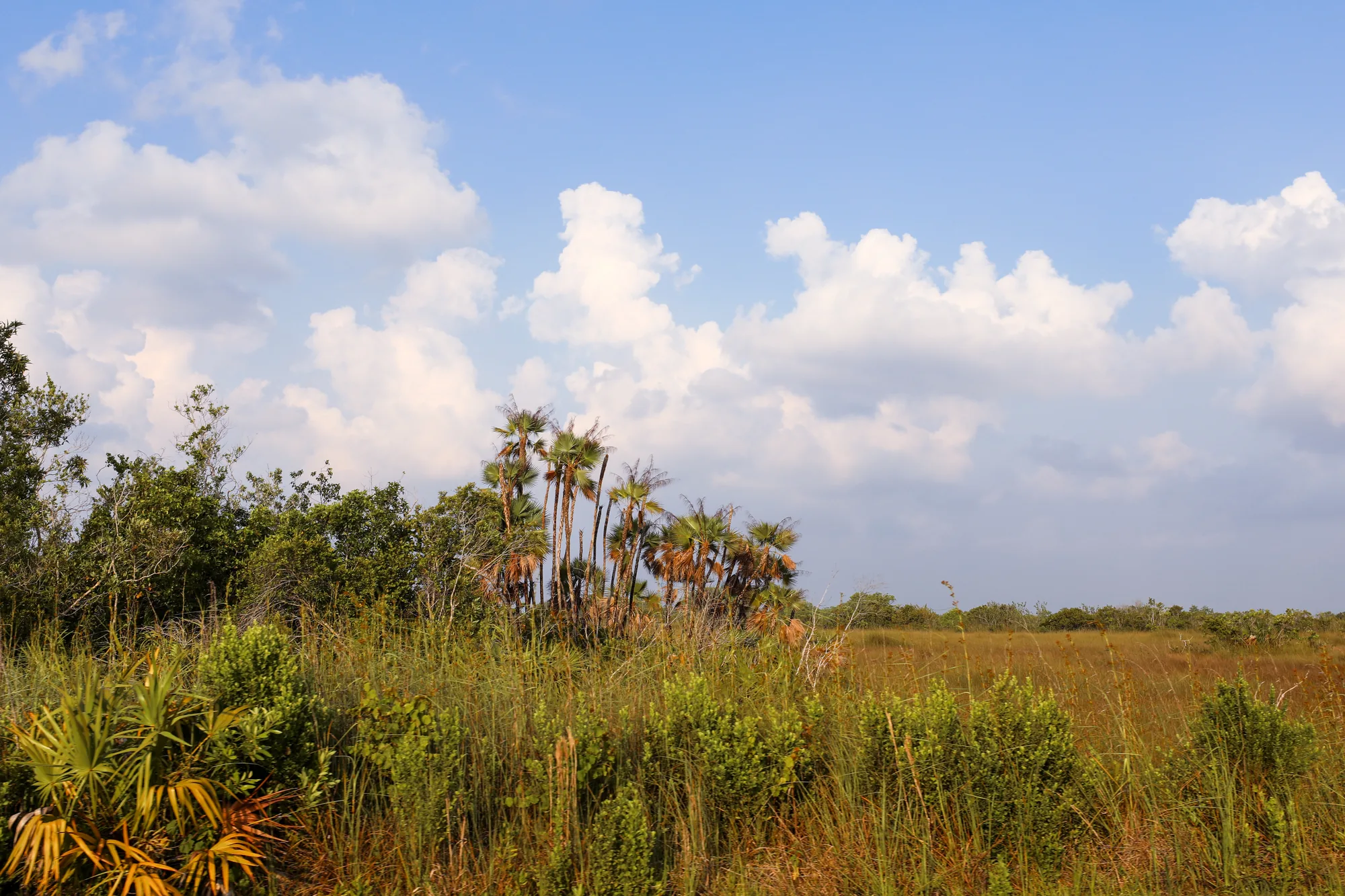 Everglades National Park landscape